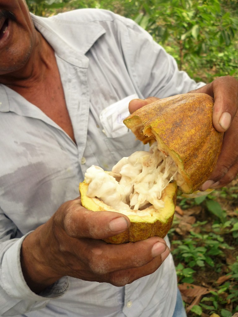 Rubiel vient d’ouvrir une cabosse de criollo (de l’espagnol signifiant « du cru » ou « créole »). Elle renferme une vingtaine de fèves de cacao entourées d'une enveloppe blanche (la pulpe) comestible (Photo FC